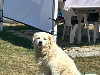 Meticcio cani Fiammotta: pastora giovane, bella e fiera - Annuncio 12