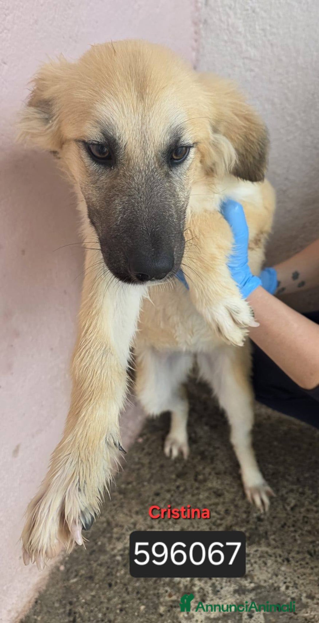 Meticcio cani in regalo: Fede Cristina Maya Ettore Tobia Denis - Annuncio 2