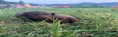 Labrador 3