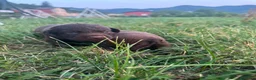 Labrador cani in vendita: Cuccioli di labrador chocolate - Annuncio 2