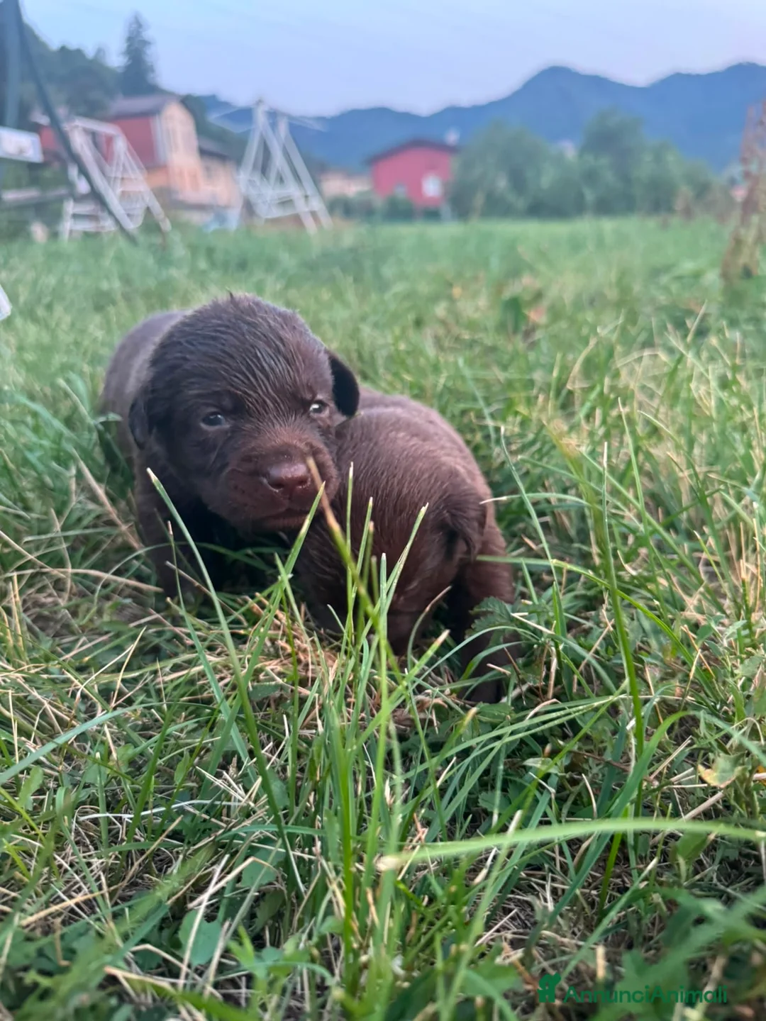Labrador cani in vendita: Cuccioli di labrador chocolate - Annuncio 2