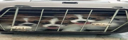 Jack Russell cani in vendita: Cuccioli jack russell pedigree - Annuncio 5