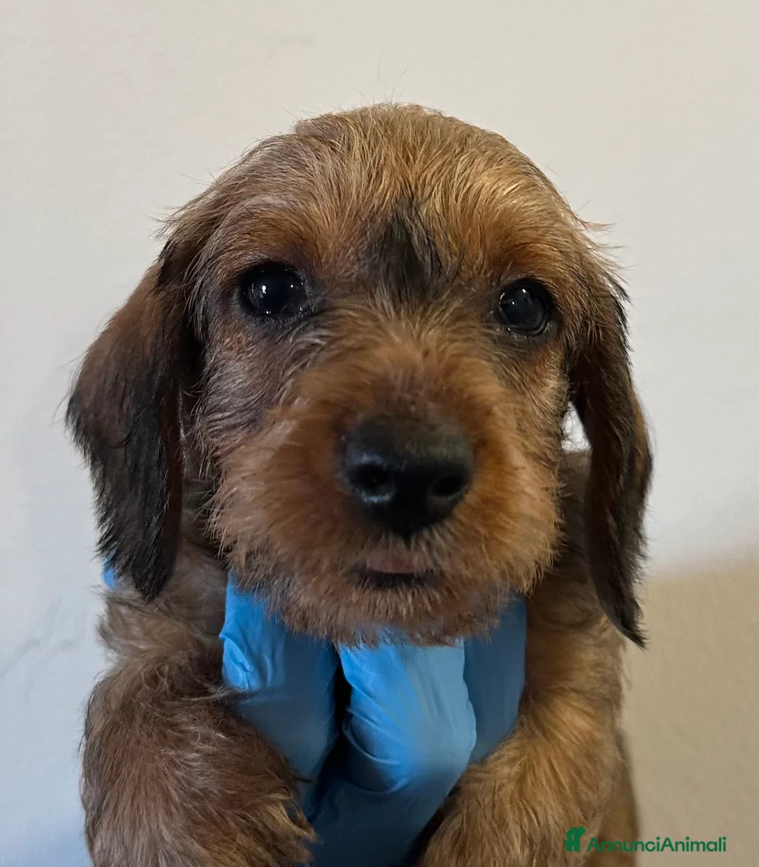 Bassotto cani in vendita: Cuccioli bassotto pelo duro - Annuncio 7