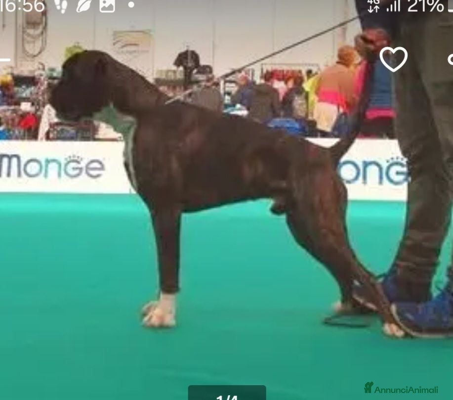 Boxer cani in vendita: boxer cuccioli  - Annuncio 5