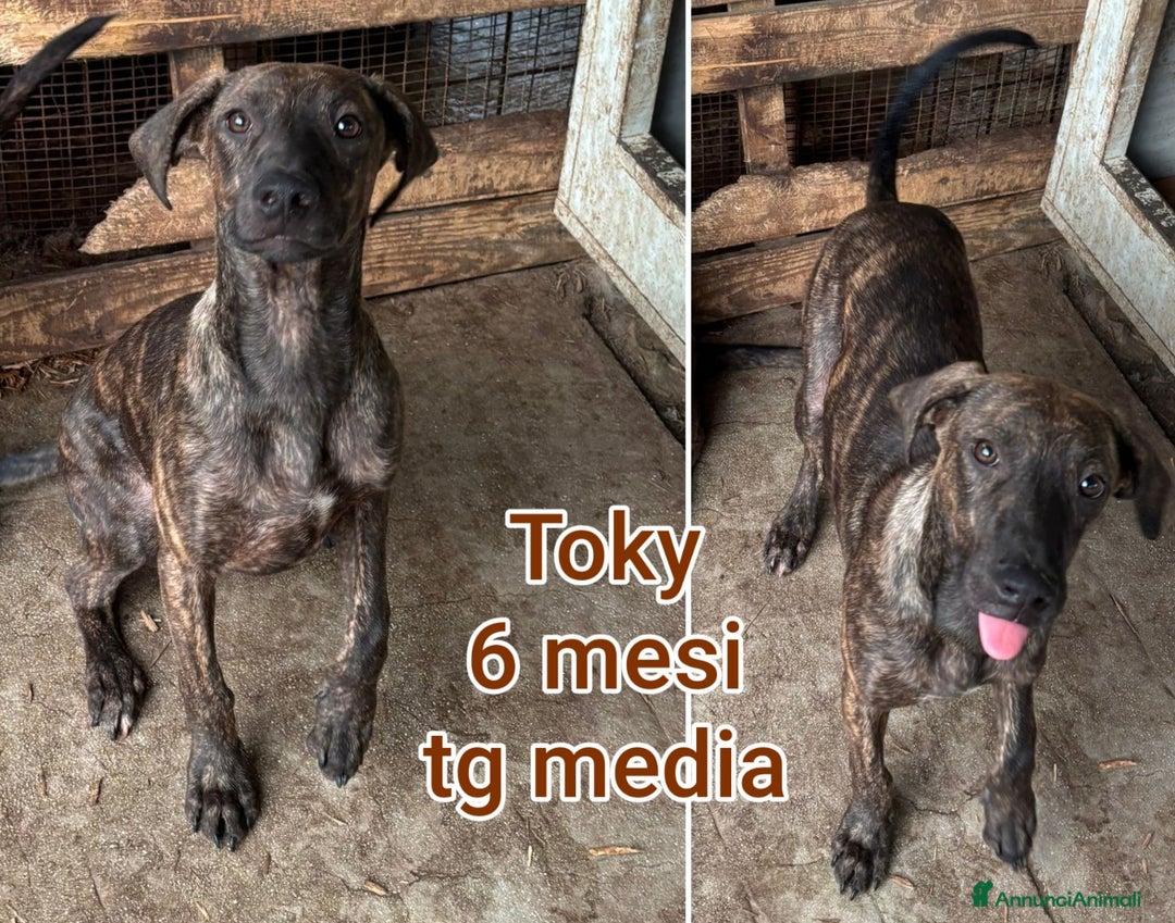 Meticcio cani in regalo: CUCCIOLI BISOGNOSI CERCANO AMORE  - Annuncio 10