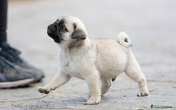 Carlino cani in vendita: Carlino - cucciolo Allevamento ENCI-FCI a Provincia di Arezzo - Immagine 2