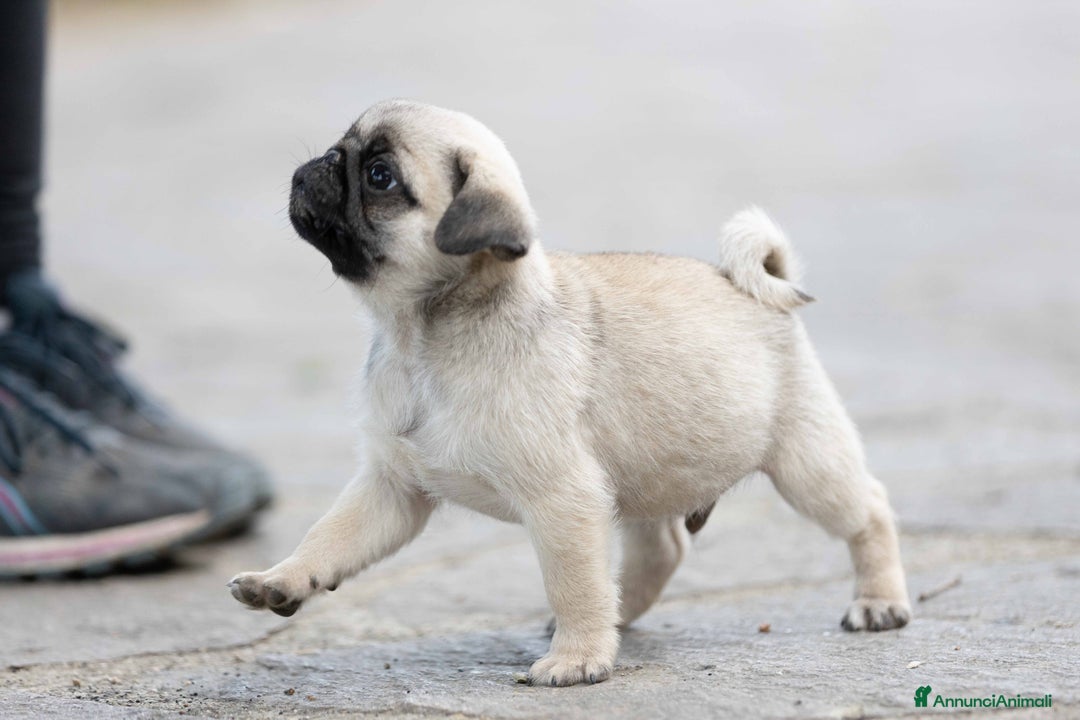 Carlino cani in vendita: Carlino - cucciolo Allevamento ENCI-FCI a Provincia di Arezzo - Immagine 2