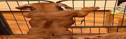 Rhodesian Ridgeback cani in vendita: Cuccioli Rhodesian Ridgeback con Pedigree ENCI - Annuncio 30