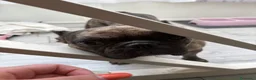 Bulldog Francese cani in vendita: Bulldog Francese femmina in cerca dinuova famiglia - Annuncio 4