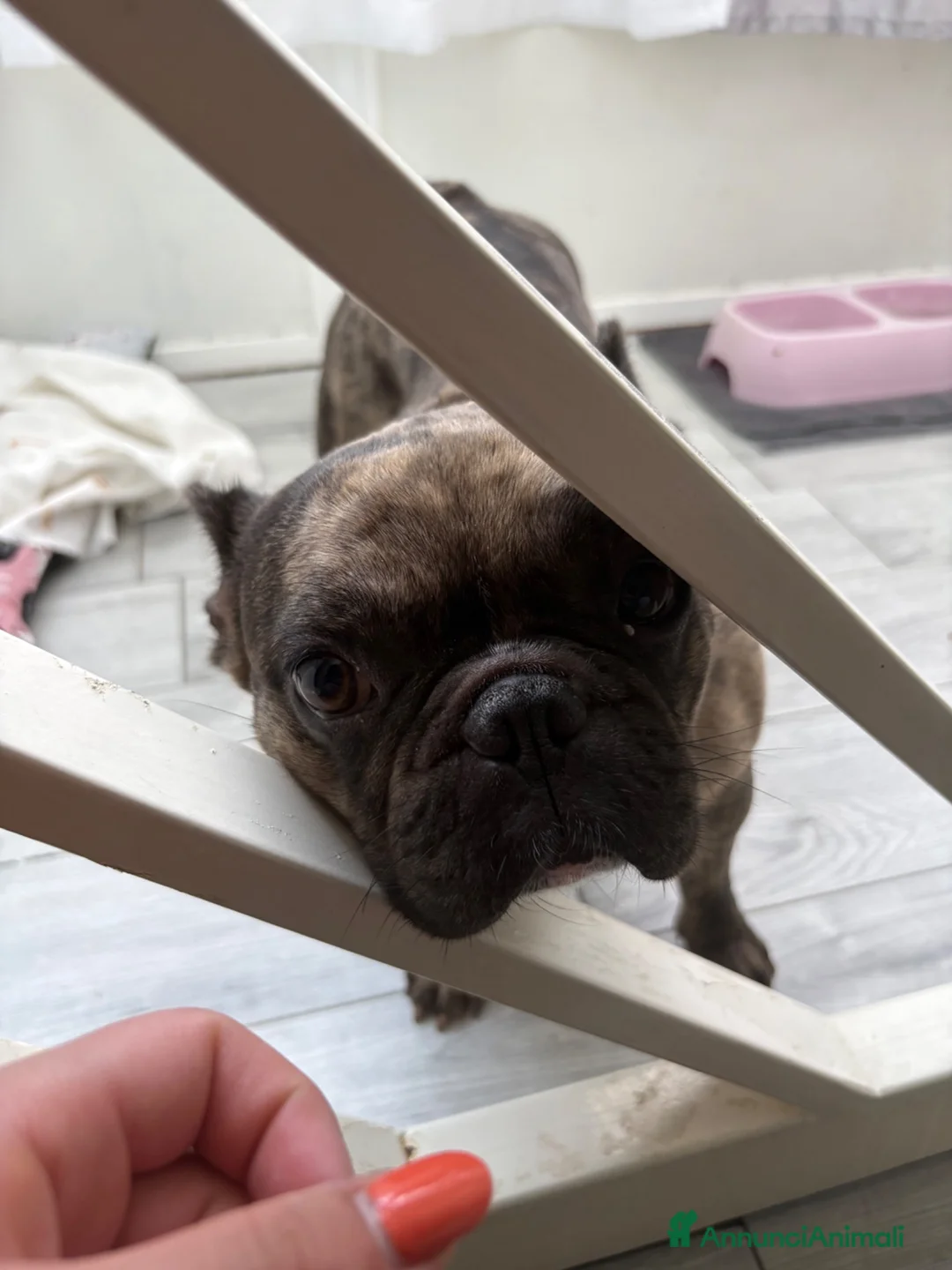 Bulldog Francese cani in vendita: Bulldog Francese femmina in cerca dinuova famiglia - Annuncio 4
