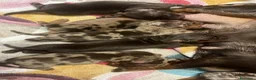 Bassotto cani in vendita: Bassotto Tedesco Pedigree Enci - Annuncio 2