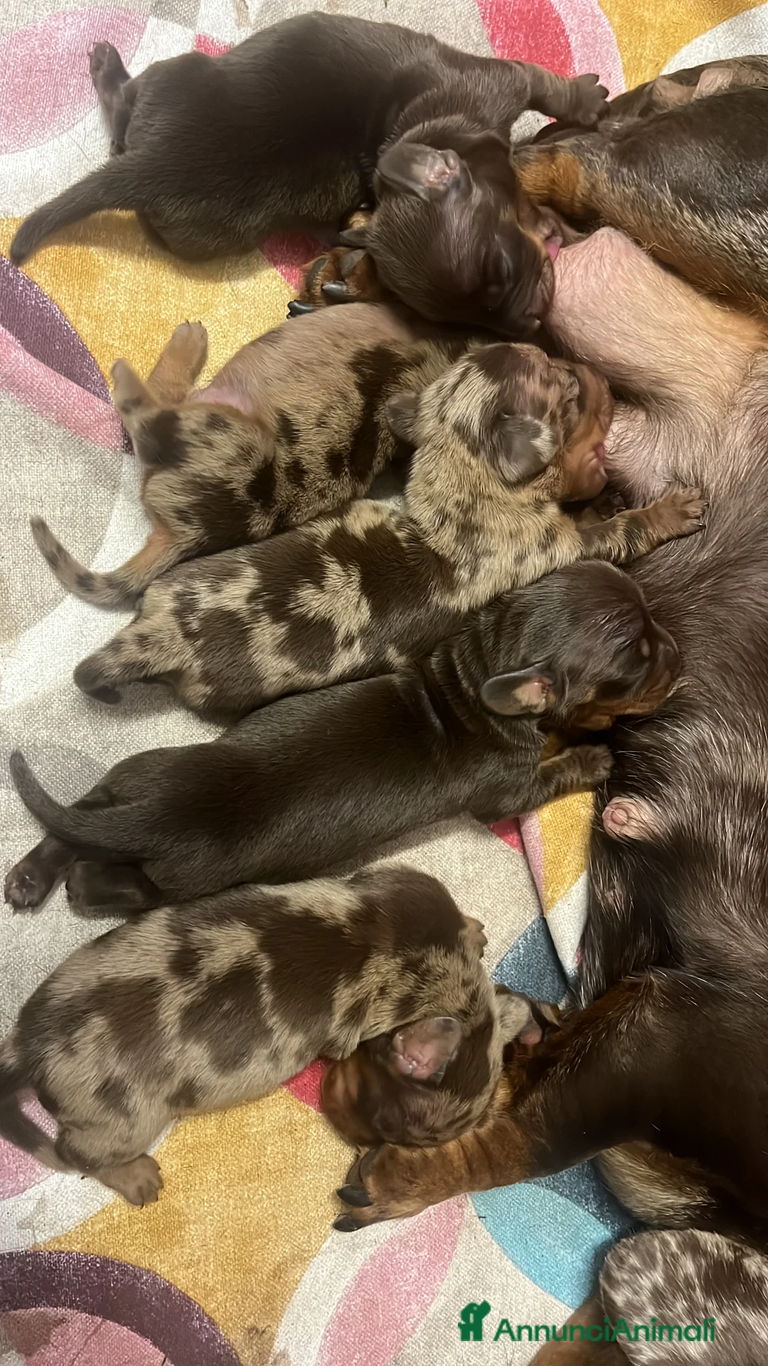 Bassotto cani in vendita: Bassotto Tedesco Pedigree Enci - Annuncio 2