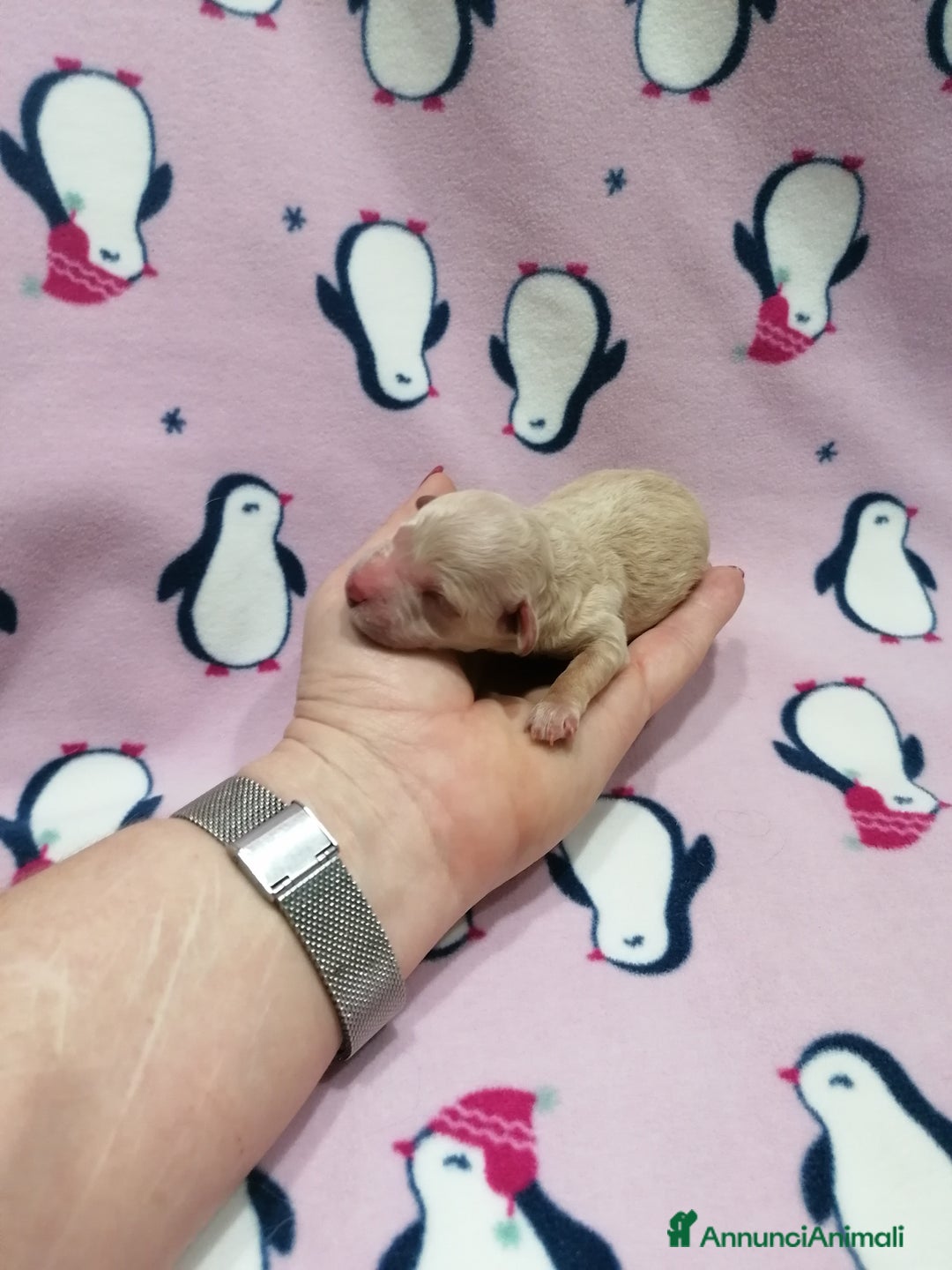 Barboncino cani in vendita: Barboncini Nani cuccioli - Annuncio 3