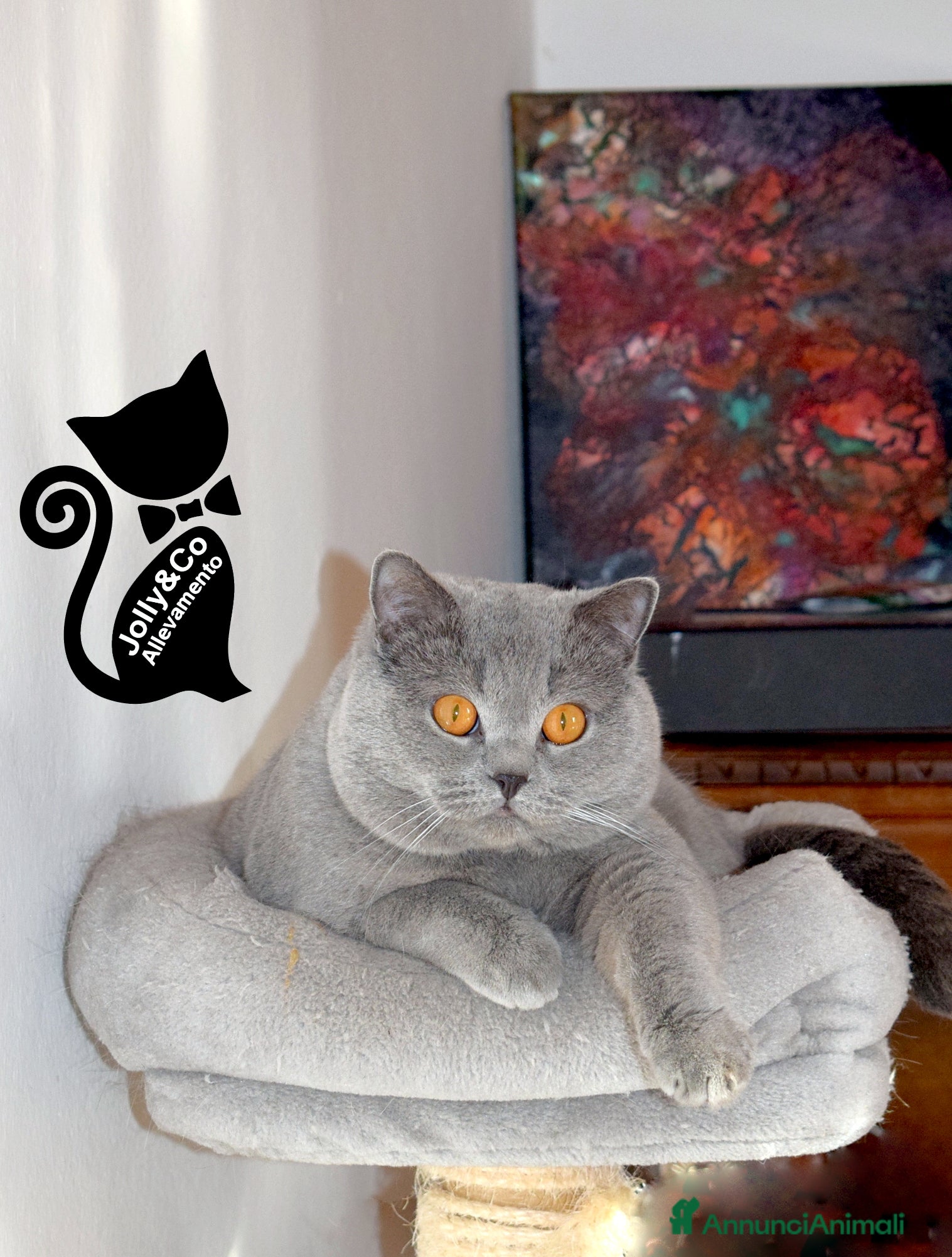 Scottish gatti in vendita: Scottish fold e straight con pedigree - Annuncio 15