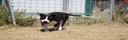 American Staffordshire cani in regalo: Thor richiuso in canile dopo l'abbandono - Annuncio 3
