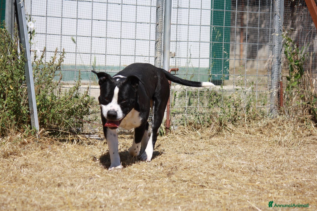 American Staffordshire cani in regalo: Thor richiuso in canile dopo l'abbandono - Annuncio 3