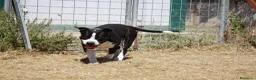 American Staffordshire cani in regalo: Thor richiuso in canile dopo l'abbandono - Annuncio 3