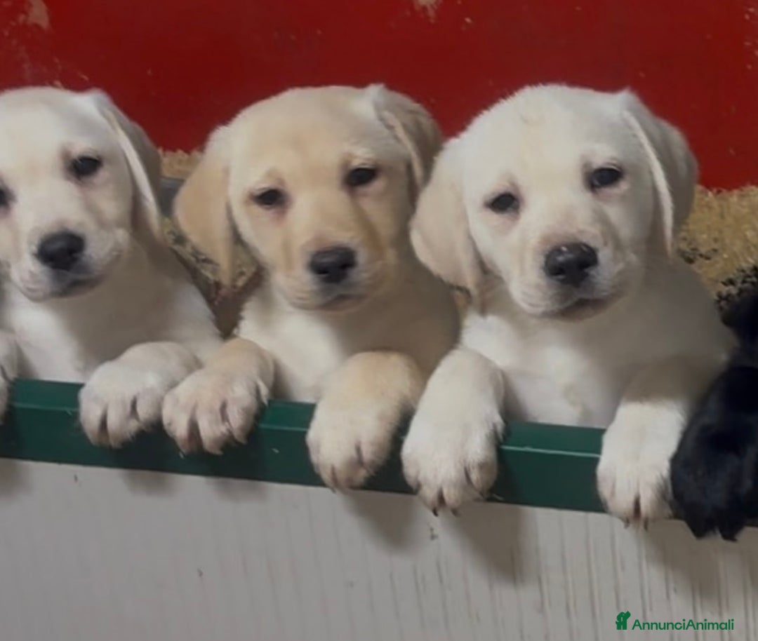 Labrador cani in vendita: Cuccioli Labrador con Pedigree Enci - Annuncio 1