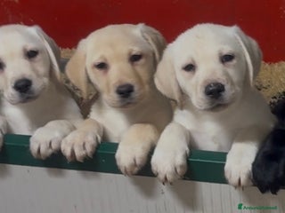 Labrador cani Cuccioli Labrador con Pedigree Enci - Annuncio 26