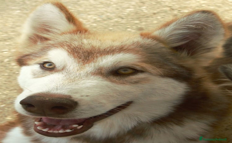 Alaskan Malamute cani - Annuncio 5