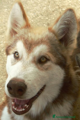 Alaskan Malamute cani - Annuncio 5