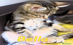 Europeo gatti in regalo:  BELLA LA SUPERTIGRATINA COCCOLOSA - Immagine 3