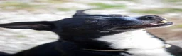 Meticcio cani in regalo: NONNO OREO HA BISOGNO DI UNA CASA E TANTO AMORE - Annuncio 3