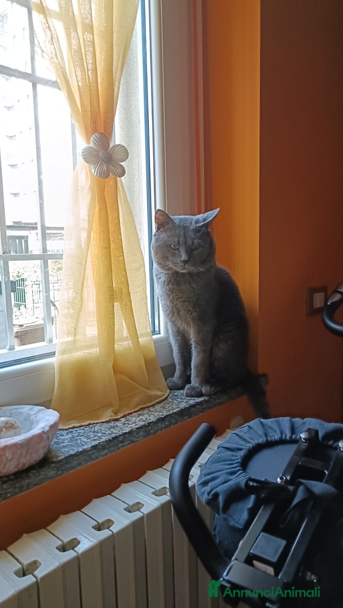 Certosino gatti GATTO CERTOSINO X MONTA  - Annuncio 2