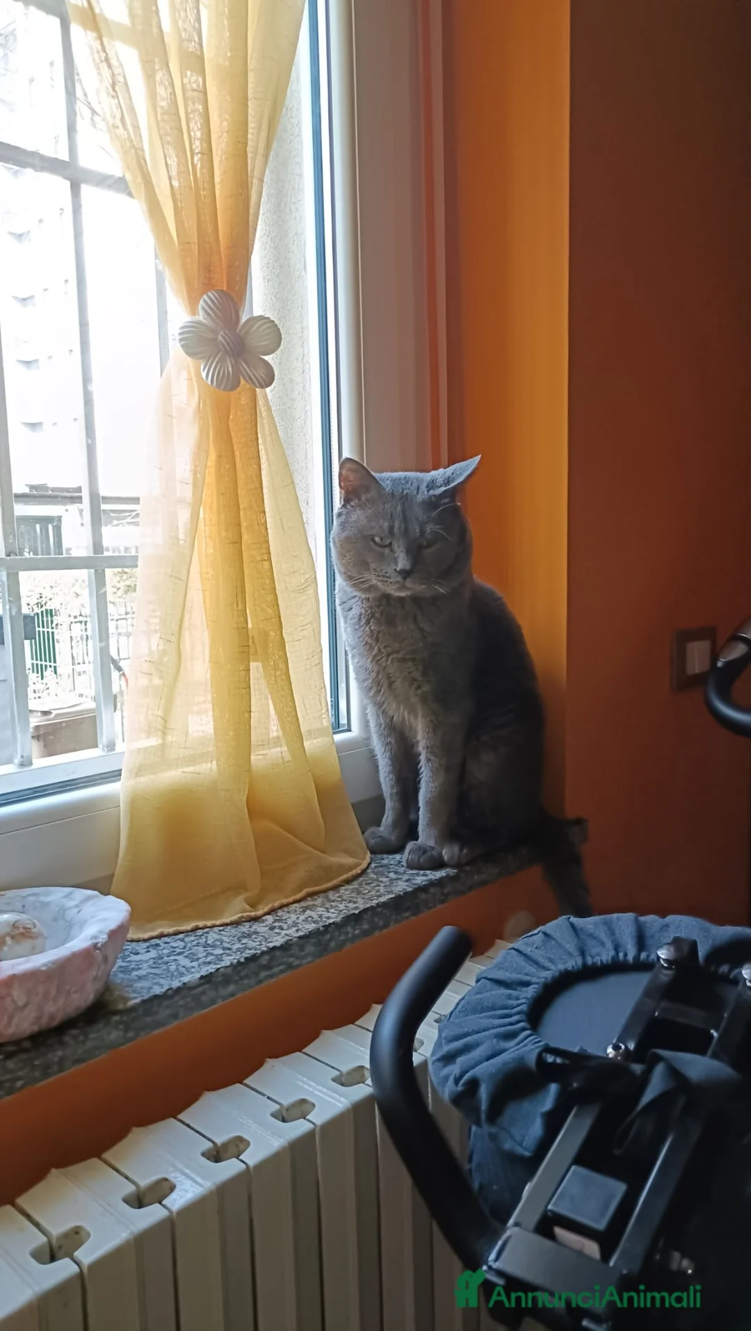 Certosino gatti per accoppiamento: GATTO CERTOSINO X MONTA  - Annuncio 1