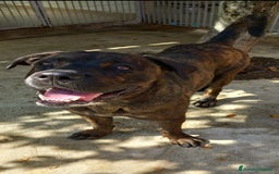 Cane Corso cani in regalo: DJ, Rotticorso a Provincia di Vercelli - Immagine 1