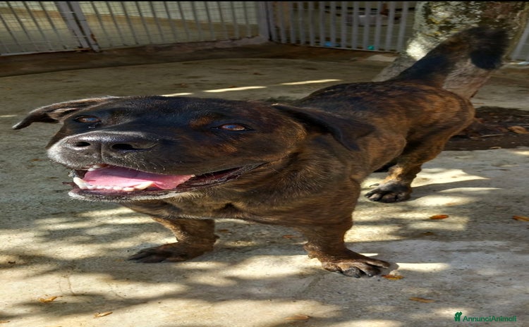 Cane Corso cani a Provincia di Vercelli - Annuncio 12