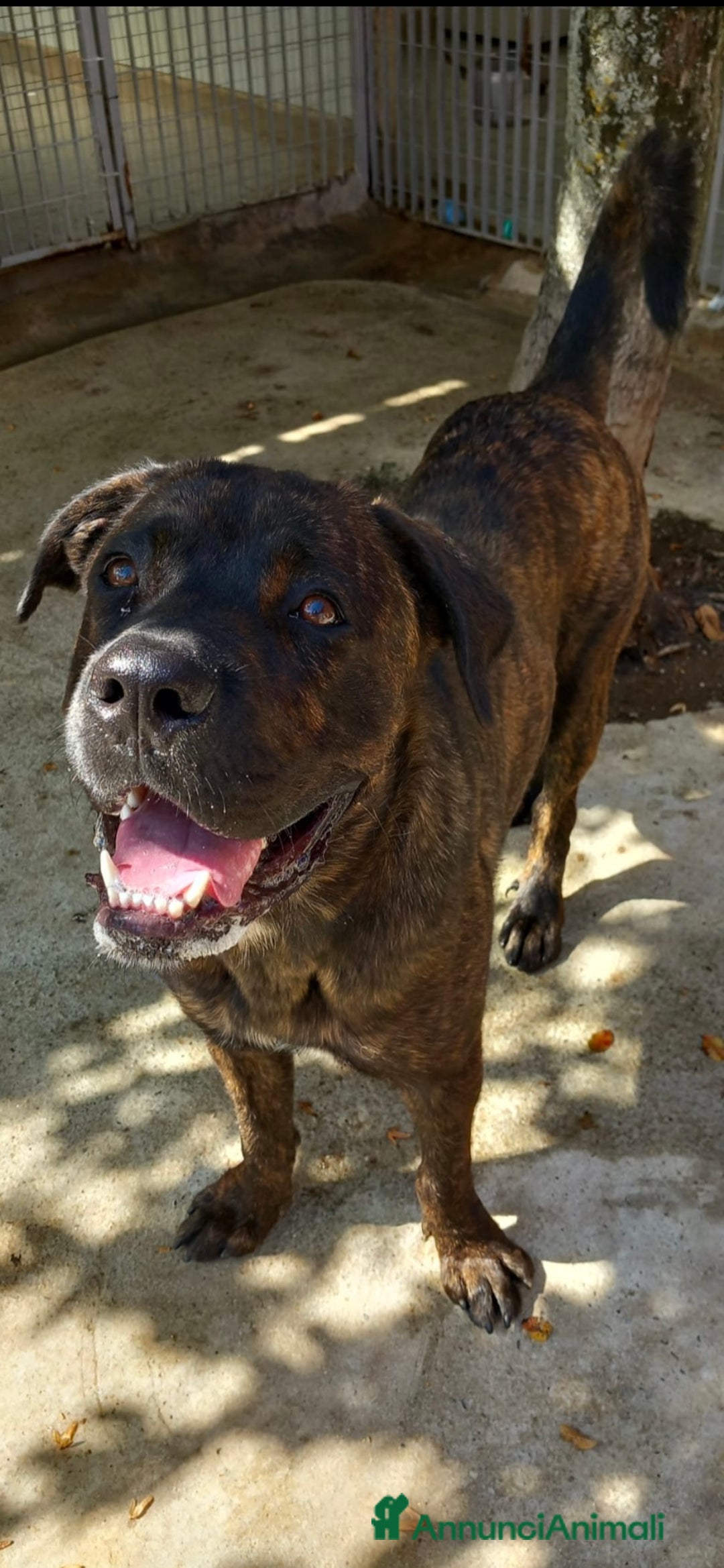 Cane Corso cani in regalo: DJ, Rotticorso a Provincia di Vercelli - Immagine 1
