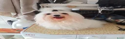 Maltese cani in vendita: MALTESI CUCVIOLI a Provincia di Pavia - Annuncio 4