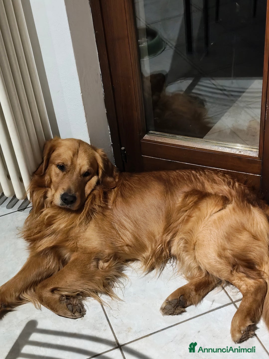 Golden Retriever cani in vendita: Golden retriever  - Annuncio 6
