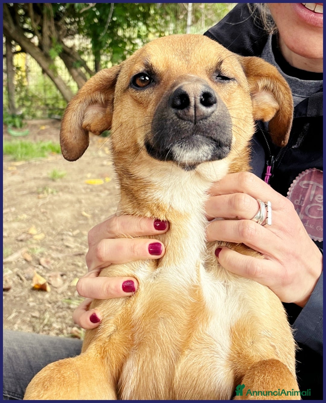 Meticcio cani in regalo: GUE' PEQUENO, 2 ANNI, POCO PIU' DI 10 KG, UN TENER a Città metropolitana di Milano - Annuncio 11