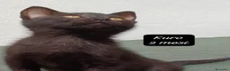 Meticcio gatti in regalo: Tanti gattini desiderosi di trovare famiglia  a Provincia di Prato - Annuncio 5