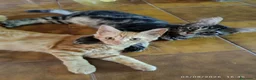 Europeo gatti in regalo: Gatti nostrani in adozione a Provincia di Pordenone - Annuncio 2