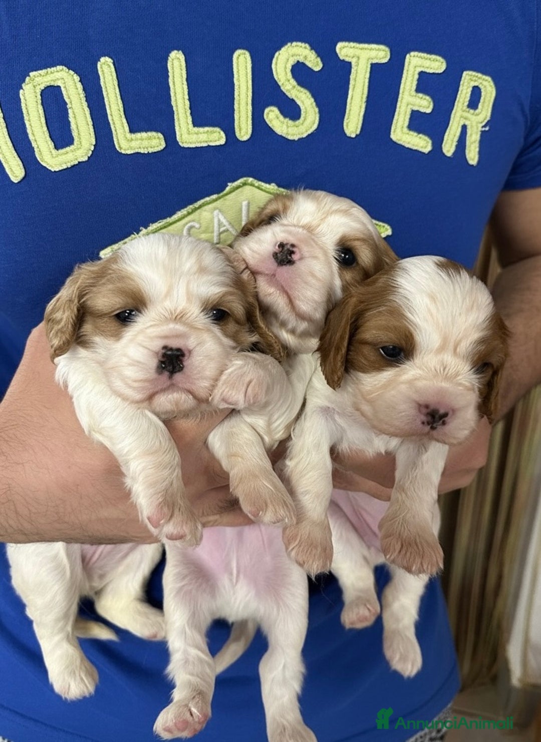 Cavalier King cani in vendita: Cuccioli Cavalier King Blenheim con pedigree - Annuncio 1