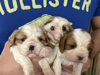 Cavalier King cani Cuccioli Cavalier King Blenheim con pedigree - Annuncio 31