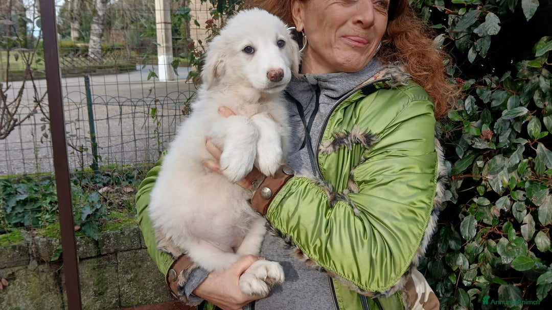 Meticcio cani in regalo: GLORY HA BISOGNO DI UNA FAMIGLIA PER LA VITA - Annuncio 4