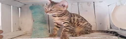 Bengala gatti in vendita: Bengala cuccioli pedegree a Provincia di Forlì-Cesena - Annuncio 9