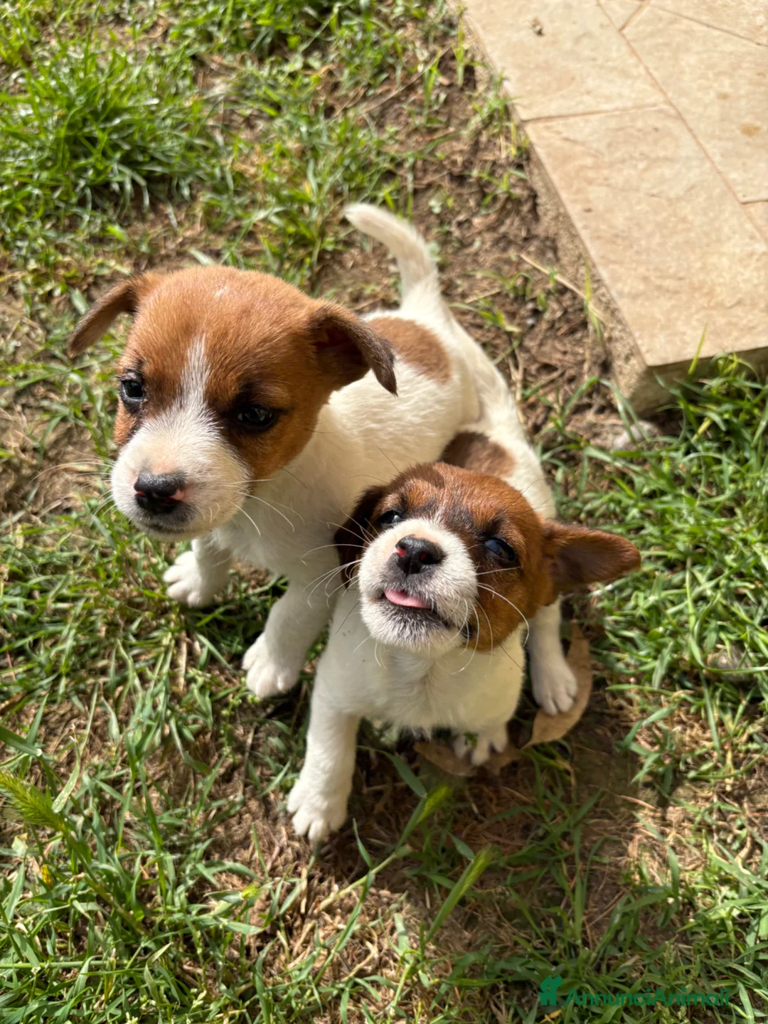 Jack Russell cani in vendita: Cuccioli Jack Russell cercano casa - Annuncio 1
