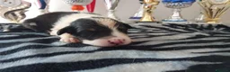 Australian Shepherd cani in vendita: DISPONIBILI SPLENDIDI CUCCIOLI MASCHI - Annuncio 6