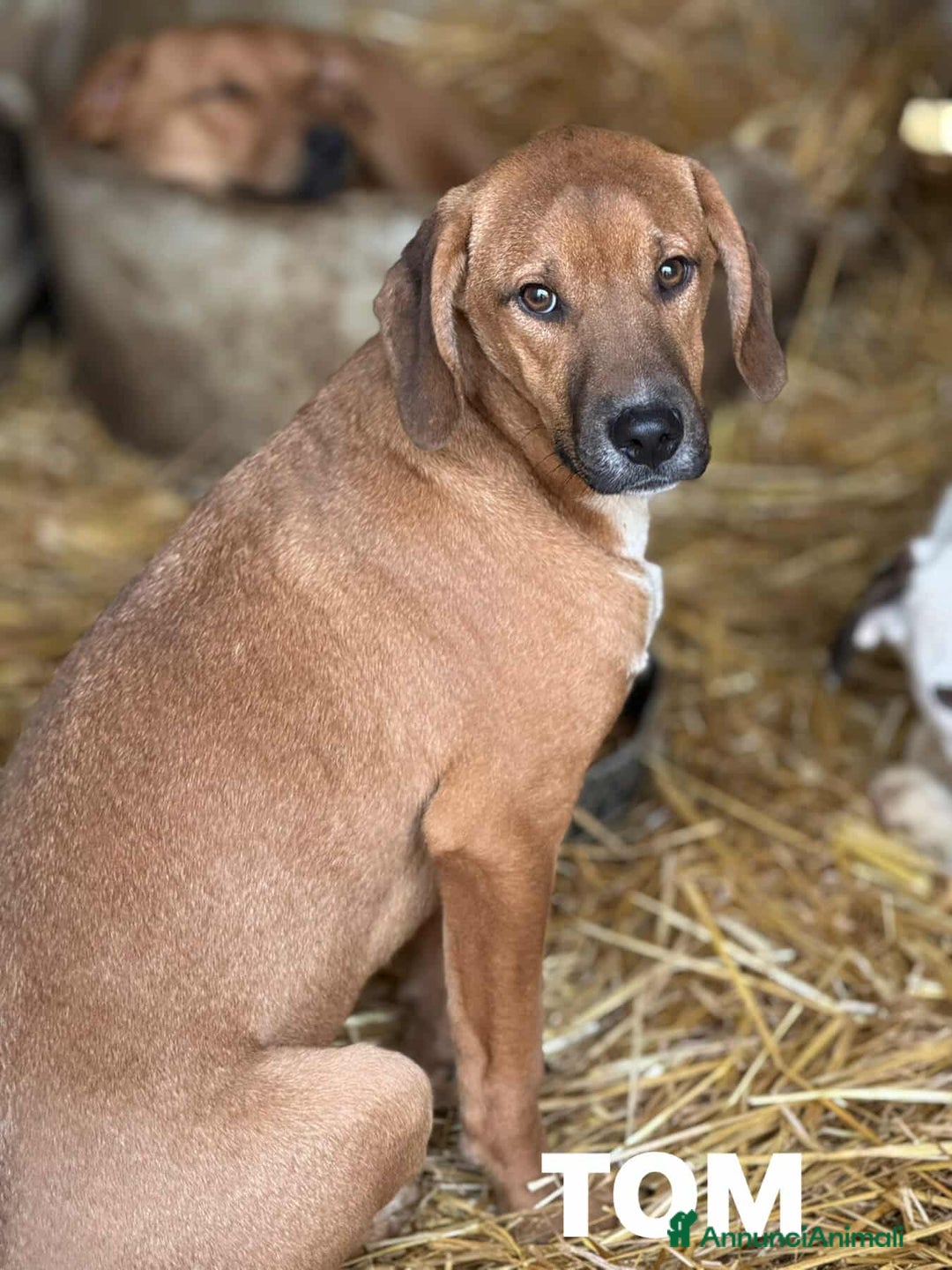 Meticcio cani in regalo: TOM & TINO, buffissimi cuccioli orecchie lunghe! - Annuncio 4