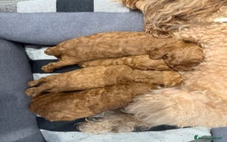 Barboncino cani in vendita: Barboncini nanetti 🐩🐩🐩 - Immagine 25