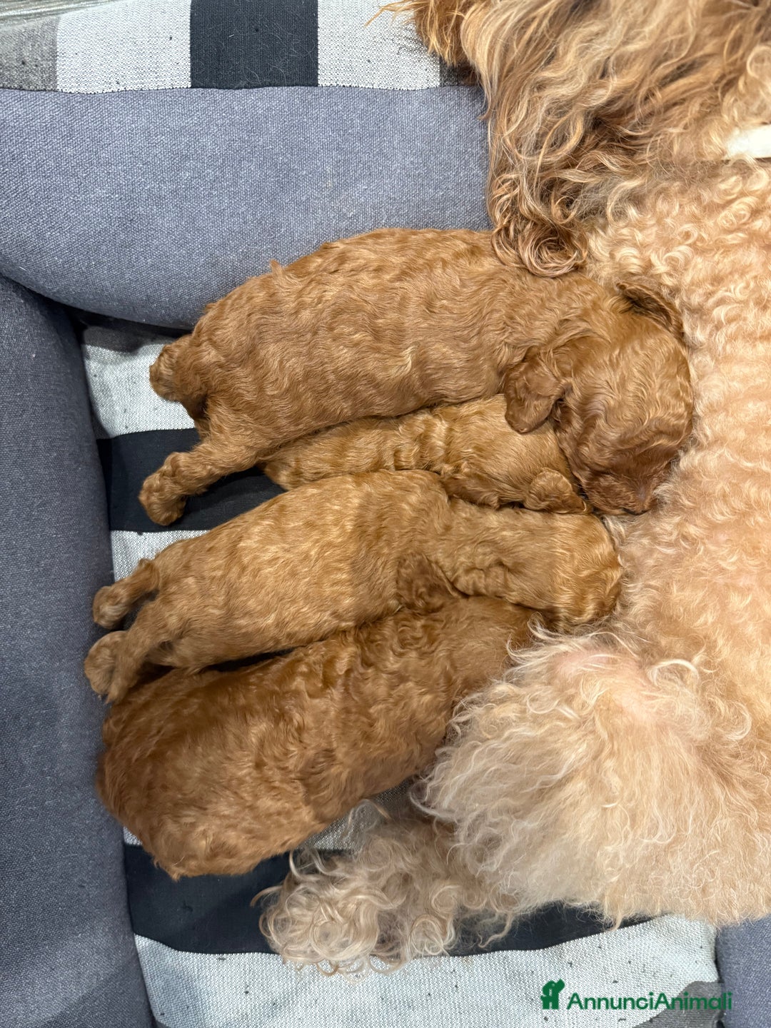 Barboncino cani in vendita: Barboncini nanetti 🐩🐩🐩 - Immagine 25