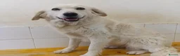 Meticcio cani in regalo: Fortuna  - Annuncio 2