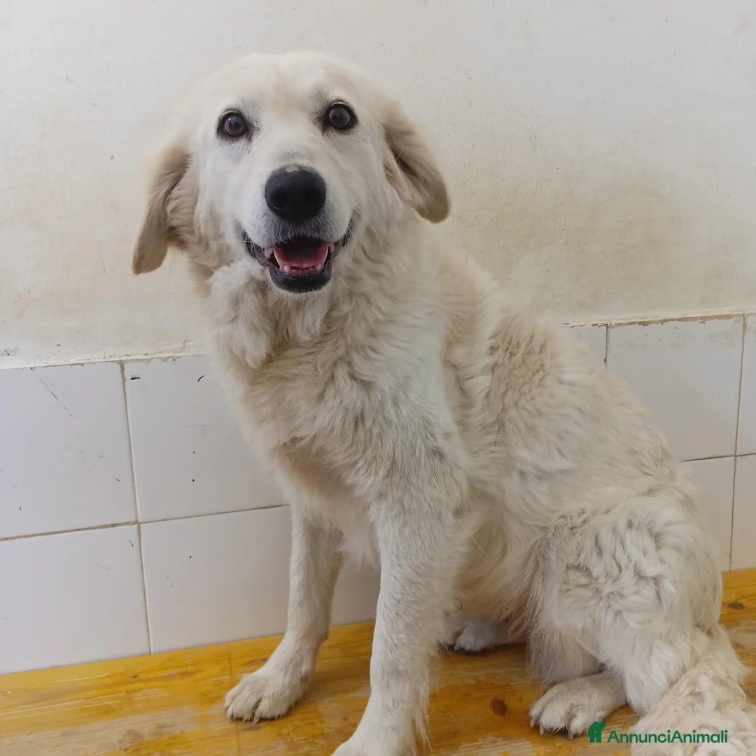 Meticcio cani in regalo: Fortuna  - Annuncio 2