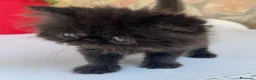 Persiano gatti in vendita: Cuccioli di persiano  - Annuncio 2