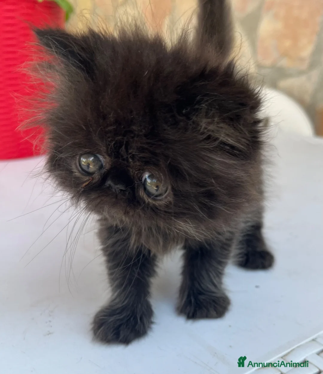 Persiano gatti in vendita: Cuccioli di persiano  - Annuncio 2